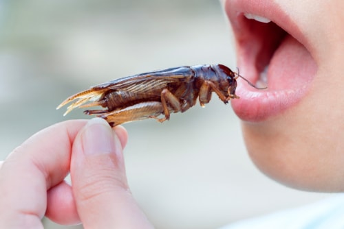 crickets-flavoured-for-a-better-future-for-the-world-and-for-marketing-and-advertising